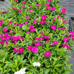 Set 10 Mixed Dwarf Dianthus Perennial Plants Live, Dianthus Live Plants for Outside Planting, Pink White Red Dianthus Color, Dianthus Flower Plant Live, Zones 3 to 9