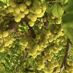 Star Gooseberry Plants Live 1 to 1.5 Feet Tall in 1 Gallon Pot, Gooseberry Bush Live Plants, Perennial Fruit Plant for Outdoor Growing