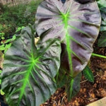 Colocasia Elephant Ears Live Plant, Alocasia Plant, Esculenta Taro Live Houseplant, 5-7 Inc Tall (Dark Leaf)