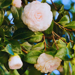 White Camellia Plant Live, Camellia Japonica Tree, 5 to 10 Inc Tall, Flower Bush Plant Pot, 4 Inc