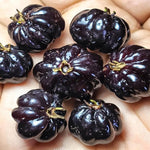 Black Surinam Cherry Tree Live Plant, 2-3 Feet in 1 Gallon Pot, Fast-Growing and Ready to Bear Fruit, High-yieding Outdoor Spring Planting, No CA