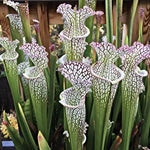 Nepenthes Pitcher Plant Pots Live Plants, Green Red Pitcher Nepenthes for Terrariums Backyard Gardens, Size Starter 8 Months Old for Easy Planting Indoor Outdoor