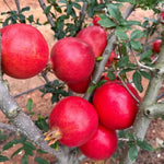 Pomegranate Tree Live Plant, Cold Hardy Pomegranate Plant Live, All Year Planted, 5 to 7 Inches Tall, 4 Inc Potted