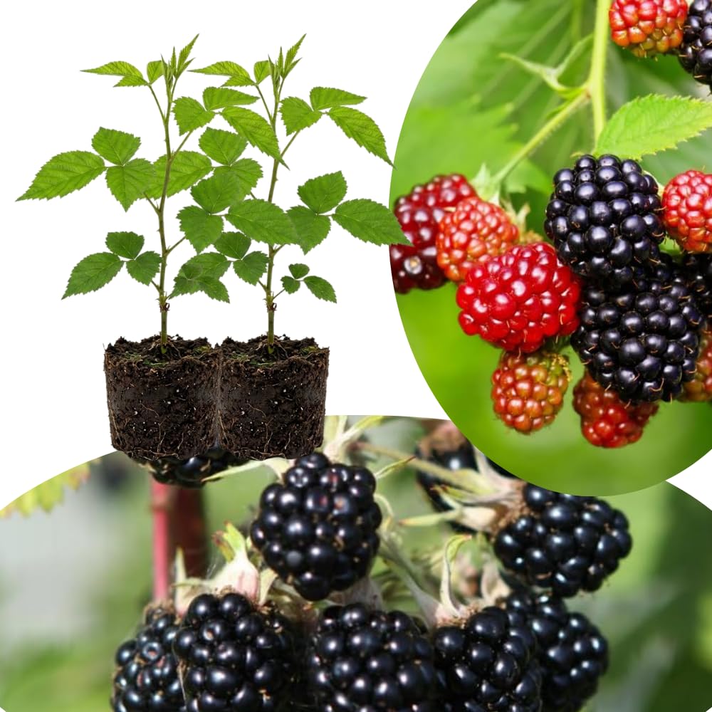 Pack 2 Thornless BlackBerry Plants Live to Grow 4 to 8 Inch Tall, BlackBerry Bush Live Plant, Sweet Blackberries Fruit Tree Indoor Outdoor (Sweet Pie BlackBerry)