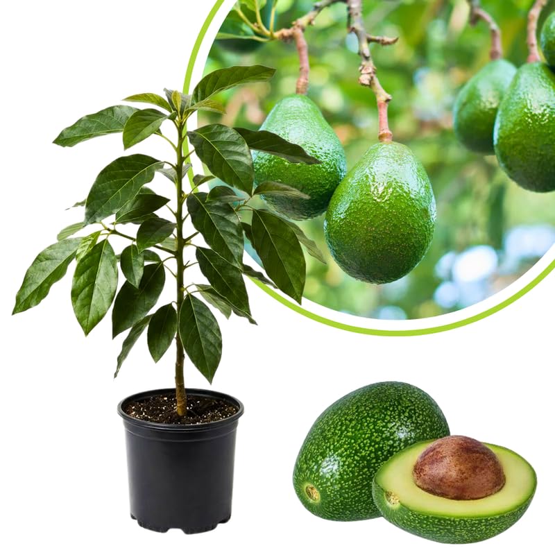 Live Large Fruit Avocado Tree Plant in 3 Gallon Pot, Cold Hardy Avocado Tree 2-3 Ft Tall, Ready to Bear Fruits