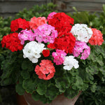 Pack 3 Mix Geranium Plants Live, Assorted Geraniums Live Plant for Outdoor Indoor Garden, Perennial Coloful Flowers Plant, No Pot