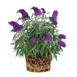 Black Deep Purple Buddleia Butterfly Bush Plant Live, 5-9" in Tall, No Pot, Perennial Bushes Ready to Plant in Spring Outdoor Gardening, Dormant in Winter