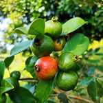 5-8 Inch Strawberry Guava Tree - Live Plant, Sweet Tropical Fruit for Home Gardens Indoor Outdoor Growing
