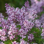 Lavender Lilac Tree, Compact Fragrant Flowering Lilac Shrub for Garden and Landscape, Lilacs in Quart Pot