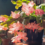 Live Salmon Christmas Cactus Live Plant 4–6 Inches Tall, Winter Blooming False Thanksgiving Cactus Well Rooted, Flowering Houseplant for Home and Office