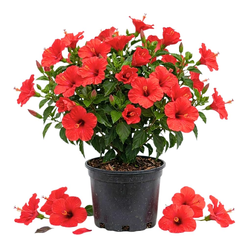 Set of 7 Red Hibiscus Cuttings, Hibiscus Flowers Plants, Tropical Flower Plant for Outdoor Gardening