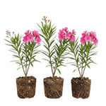 3 Pink Oleander Plants Live, 4 to 6 Inches Tall, Live Oleander Plants, Well Rooted for Gardening Indoor Outdoor