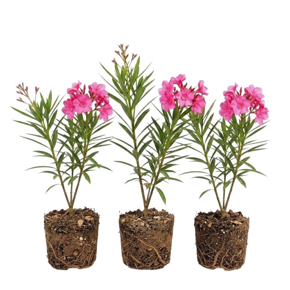 3 Pink Oleander Plants Live, 4 to 6 Inches Tall, Live Oleander Plants, Well Rooted for Gardening Indoor Outdoor