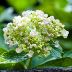 Set 2 Hydrangea Live Plants, Lime Green Hydrangea Bushes Shrubs Trees Live Plants in 4” Pot, Live Hydrangea Well Rooted for Planting