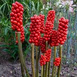 5 Jack in The Pulpit Bulbs for Planting Indoor Outdoor, Jack in The Pulpit Tubers Ready to Grow