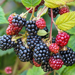 Pack 2 Thornless BlackBerry Plants Live to Grow 5 to 8 Inch Tall, Chester BlackBerry Bush Live Plant, Sweet Blackberries Fruit Tree Indoor Outdoor (Von BlackBerry)