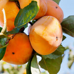 Persimmon Tree Seedling, 1-2 Ft Tall