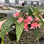 2 Begonia Live Plants Outdoor, Angel Wing Begonia Maculata Plants Live, 5-9" Tall, Ornamental Foliage Houseplant for Home or Office (Pink White Spot)