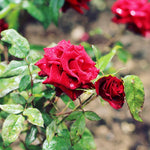 Rose Bush Live Plant, Rose Plant Live for Planting, 5-10 Inch Tall, Fragrant Flowers Well Rooted Starter Plant Indoor Outdoor (Red Rose)