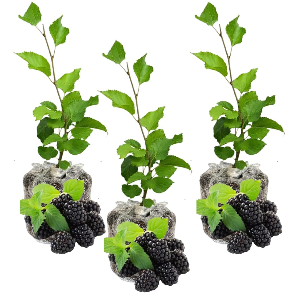 Pack 3 Mulberry Tree Live Plant for Growing 4 to 8 Inch Tall, Dwarf Everbearing Mulberry Bush Live Plant, Mulberry Plant Live Home Garden (Dwarf Mulberry)