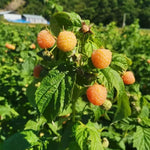 High Yield Raspberry Plants Live for Outdoor Planting, Size 5-9" in Tall, No Pot, Dormant in Winter, Cold Hardy (Fall Gold)
