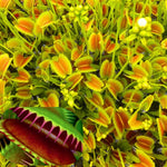 Pack 6 Green Venus Flytraps Plants Live, Starter Plants Fly Trap Dionaea Muscipula for Growing