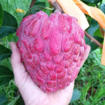 Red Sugar Apple Plant Live in Half Gallon Pot, Sweet Sugar Apple Plant Well Rooted 6-10'' Tall, Annona Squamosa for Planting