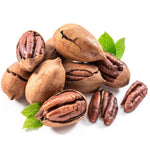 4 Pecan Trees Live Dormant, Cold Hardy Nut Trees for Gardens and Landscapes, 1-2 Feet Height Bareroots