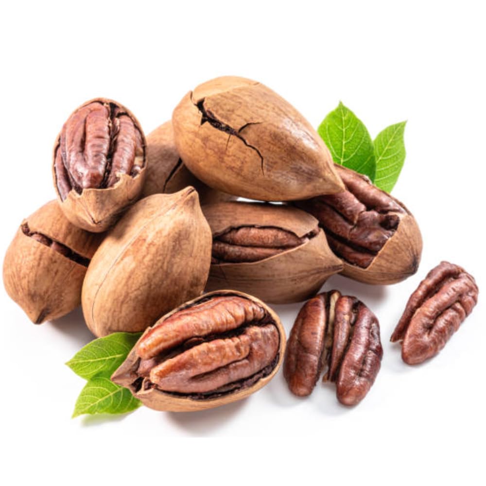 4 Pecan Trees Live Dormant, Cold Hardy Nut Trees for Gardens and Landscapes, 1-2 Feet Height Bareroots