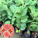 Pink Guava Tree Live Plant, Sweet Tropical Guava Fruit Tree for Outdoor Planting, No Pot, Well-Rooted