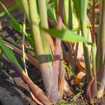 10 Lemon Grass Stalks Plants for Outside Live, Bare Root Lemongrass Plants Live Fresh Well-Rooted, Lemongrass Herb