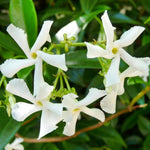 Jasmine Live Plant 4–8″ Tall, Jasmines Flower Vine, Fragrant White Blooms, Outdoor or Container Growing (Star Jasmine)