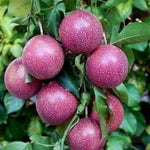Purple Passionfruit Tree Live Plant, High Yield Passionfruit Vine, 5 to 9 Inch Tall Edible Passiflora Outdoor Garden, Perennial Coloful and Sweet Fruit
