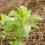 Stevia Plants Live, 4 Inch Pot Herb Stevia Plants Live for Planting