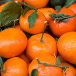 Live Satsuma Mandarin Tree Plant in 1 Gallon Pot, Sweet Tangerine Citrus Tree Suitable for Patio or Outdoor Garden Growing