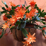 Pack of 2 Orange Easter Cactus Plants, Holiday Cactus Flower Plant Succulent, Size 4 to 7 Inch, Without Pot, Easter Cactus Live Plant