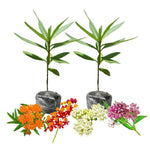 4 Mix Milkweed Plants Live 4-9 Inc Tall, Tropical Milkweed Plants Well Rooted, Outdoor Growing