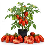 San Maranzo Tomato Live Plant, 2 Plant Per Pot, Red Tomato Plant 5-8" Tall