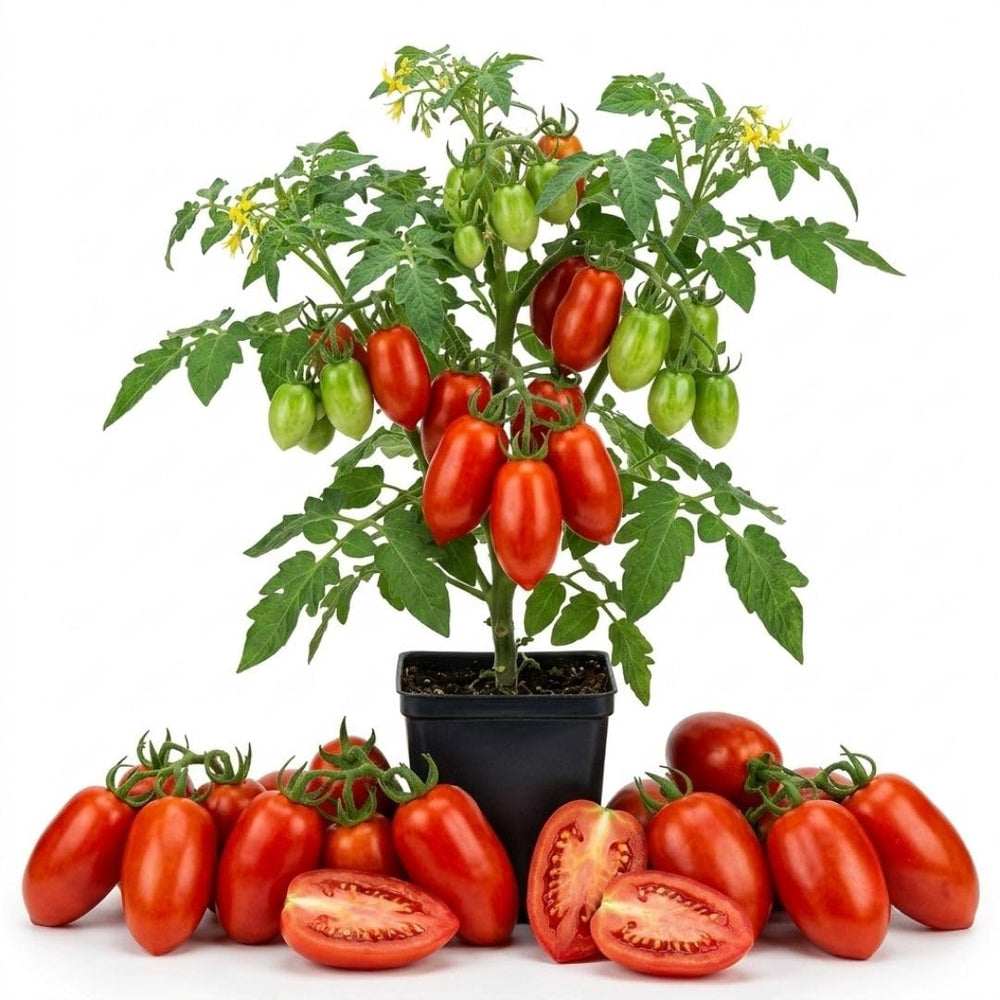 San Maranzo Tomato Live Plant, 2 Plant Per Pot, Red Tomato Plant 5-8" Tall