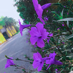 6 Purple Mexican Petunia Plants Live for Planting Outdoors, 5 to 7 Inc Tall, Perennial Outdoor Indoor