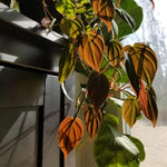 Philodendron Live Plant, Rare Variegated Houseplant 5-8 Inch Tall, Indoor Live Plant for Home or Office Decor, No Pot (Velvet Philodendron)