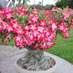 02 Pink Desert Rose Live Plants, Starter Adenium 3-6 Inches Tall, No Pot, No Flower, Tropical Flowering Succulent Plants for Indoor Outdoor Growing