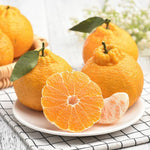 Japanese Mandarin Tree Live Plant Grafted 2-3 Feet, Fast-Growing and Bear Fruit for Citrus Garden Outdoor Planting Zones 9-11