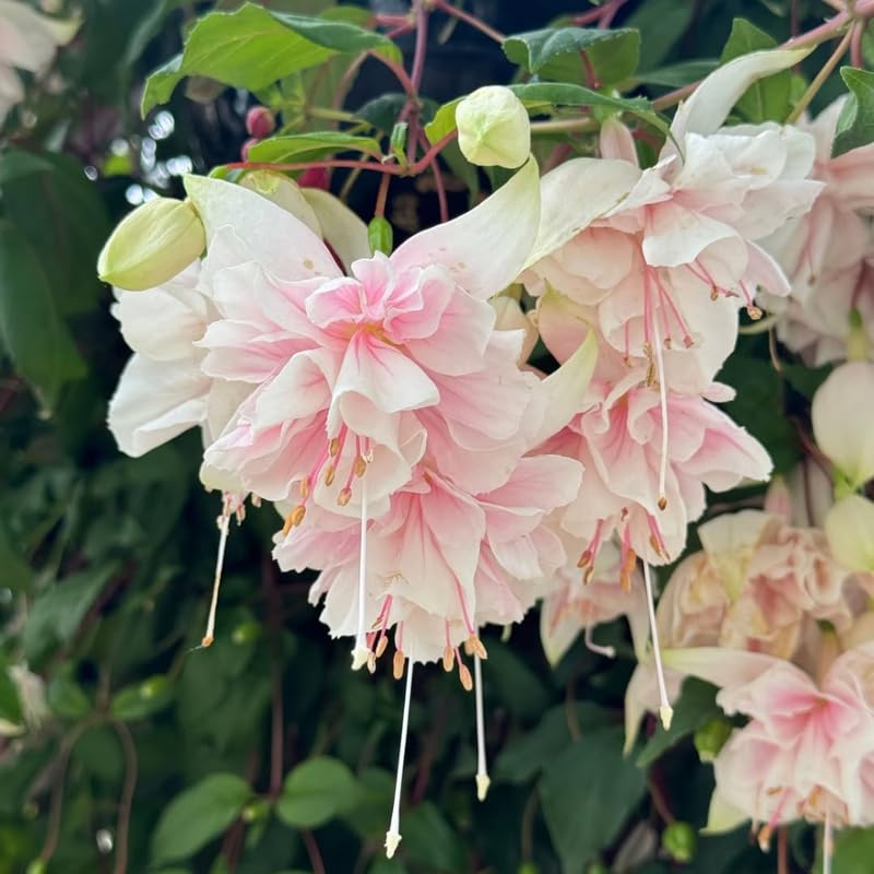 2 Light Pink Fuchsia Live Plants 4-7'' Tall, Hardy Hanging Basket Flower Plant, Shade Loving Blooming Fuchsia Starter Plants