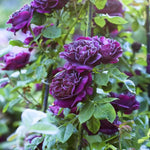 6 Months Old Climbing Rose Live Plant, Well Rooted 5-9" Tall, No Leaf, Ready to Plant Indoor Outdoor, Climber Rose Bush, Hybrid Tea Rose Like, Very Fragrant, Long Bloomer (Purple)