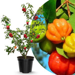 Red Surinam Cherry Tree Live Plant, 2-3 Feet in 1 Gallon Pot, Fast-Growing and Ready to Bear Fruit, High-yieding Outdoor Spring Planting, No CA