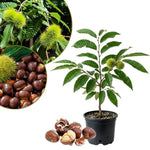 Chestnut Plant Live 6-12 Inches Tall, Chestnut Bareroot Tree