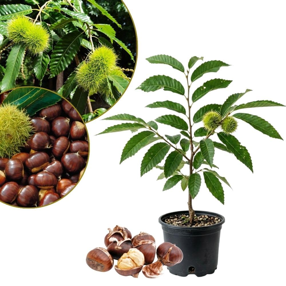 Chestnut Plant Live 6-12 Inches Tall, Chestnut Bareroot Tree