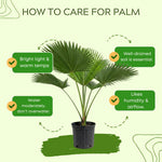 Palm Tree Live Plant, Fully Rooted in 3 Gallon Pot, Rare Tropical Plant Live for Indoor or Outdoor Growing, Huge Green Leaves