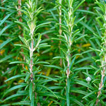 Set of 2 Live Rosemary Plants, Rosemary Herb in 4 Inch Pots for Indoor or Outdoor Growing